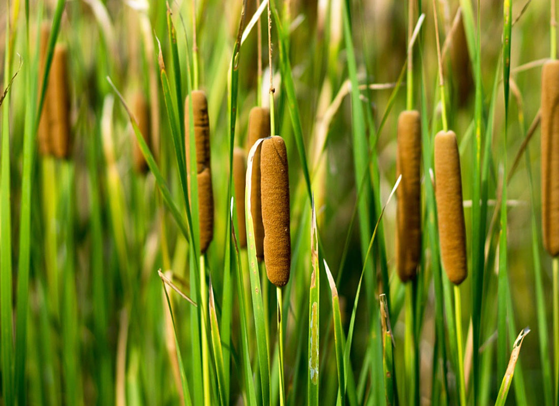 Broadleaf Cattail Herb Seeds
