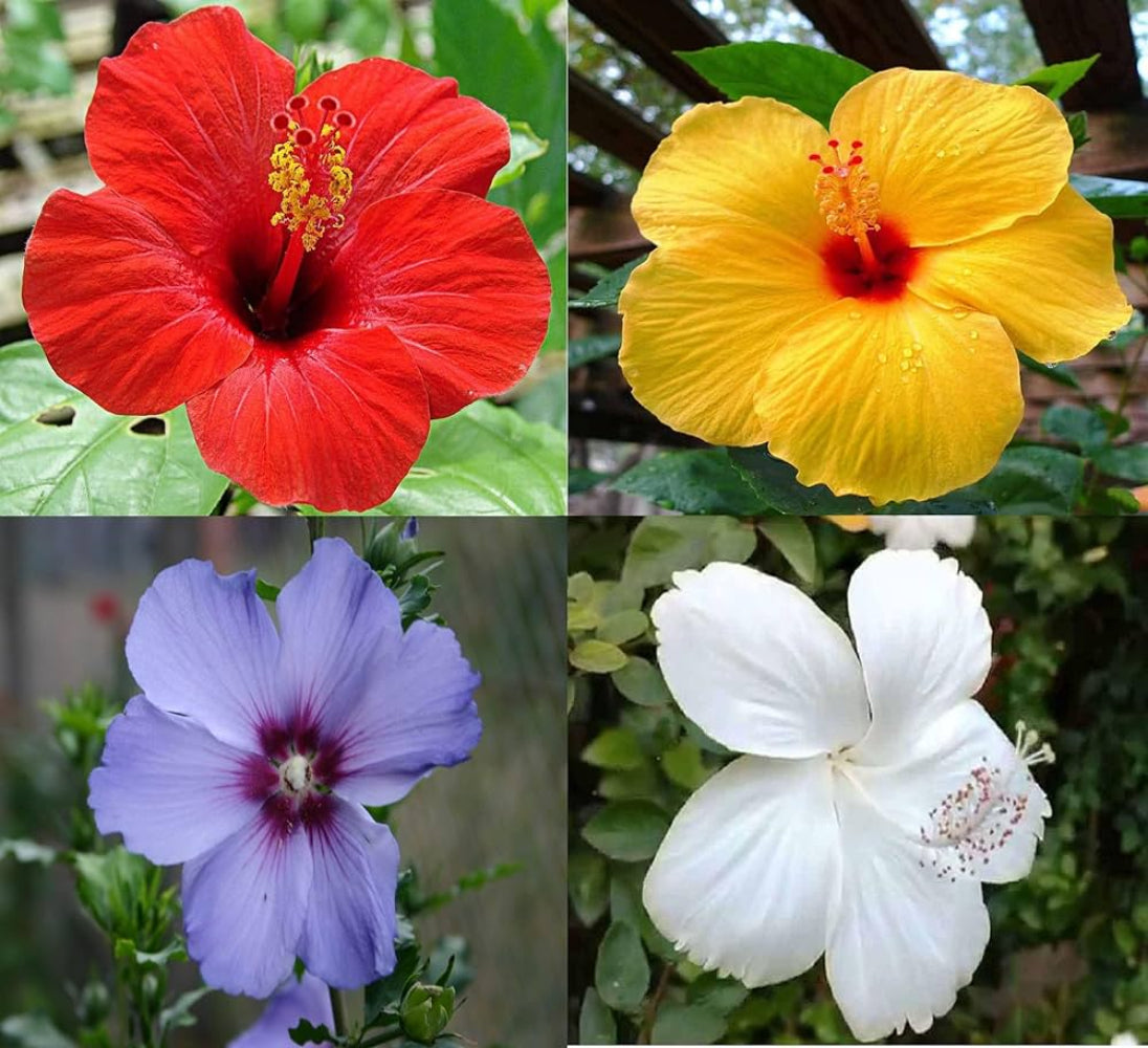 Plato de cena con semillas de flores de hibisco