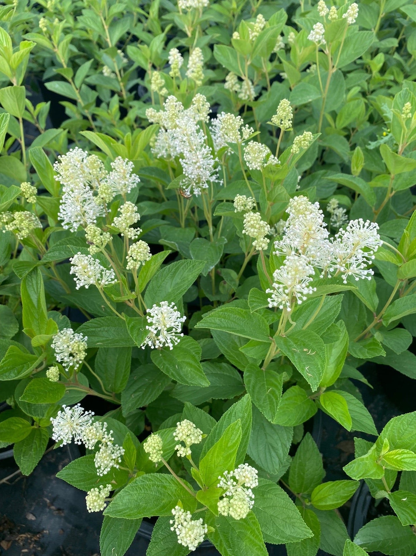 White New Jersey Tea (Ceanothus Americanus) Hummingbird Flower Shrub Seeds