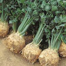 Giant Prague Celeriac (Apium Graveolens) Celery Root Vegetable Seeds