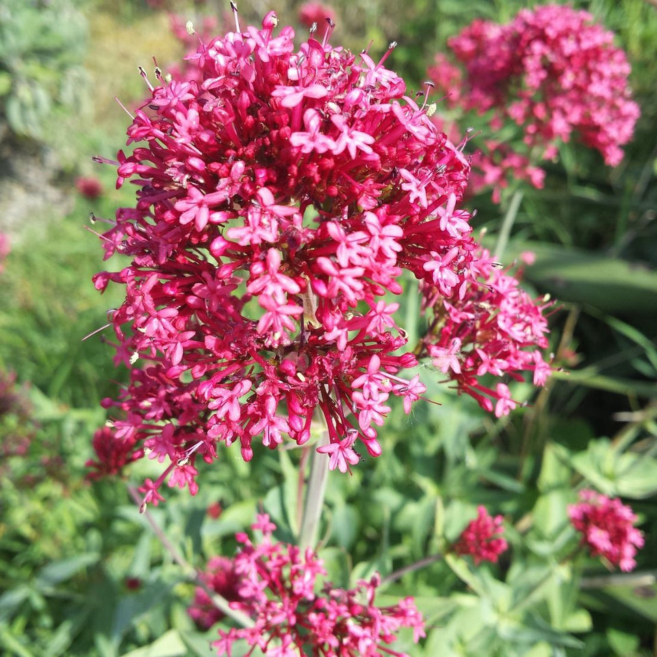 Jupiter's Beard Flower seeds for Planting Low Maintenance Heirloom & GMO Free Seeds for Home Garden
Sale seeds for home garden planting