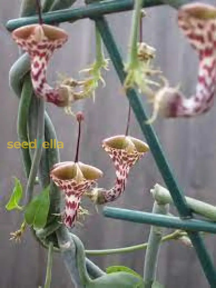 Ceropegia Seeds for Planting: Collectible Seed Packets