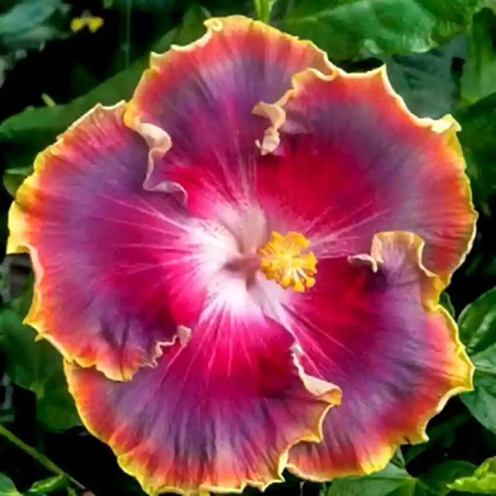 Red Orange Purple Hibiscus Flower Seeds