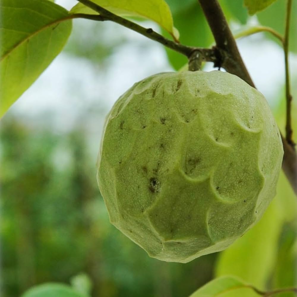Annona Annona cherimola Fruit Seeds for Planting for Tropical Garden