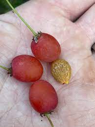 Cherry Prinsepia (Chinese Sinensis) Edible Red Fruit Tree Shrub Flower Seeds