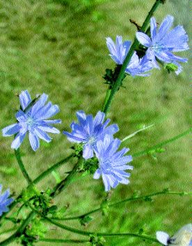 Semi di Fiore e Erba di Cicoria (Cichorium intybus) – Margherita Blu, Marinaio Blu, Erba del Caffè, Cicoria Selvaggia