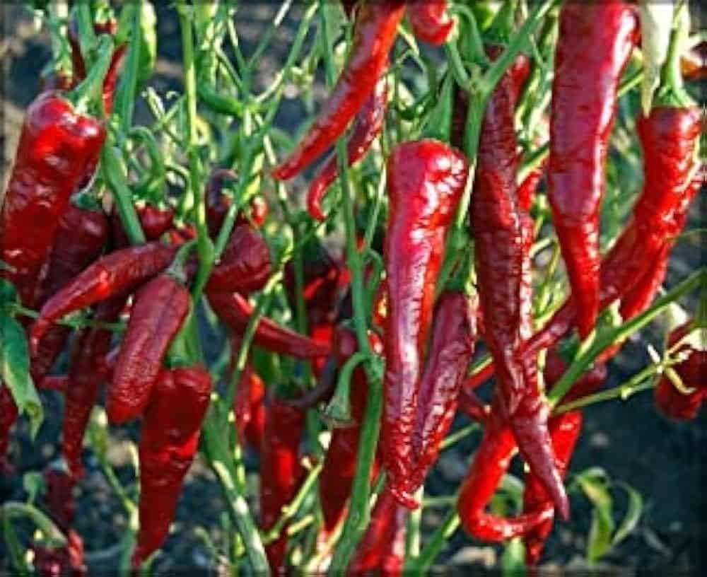 dry chilli seeds for planting Kashmiri Chili (Capsicum annuum) Vegetable Seeds for Planting – Heirlo – Pure Asia Seeds