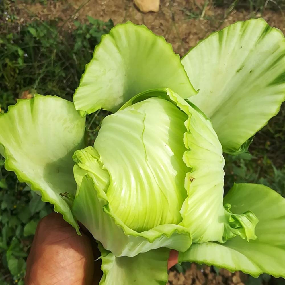 Chinese Mustard Brassica juncea Seeds for Planting in Vegetable Patch and Herb Garden