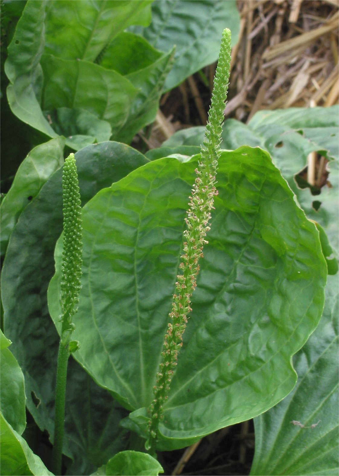 Chinese Plantain (Plantago asiatica) Herb Flower Seeds