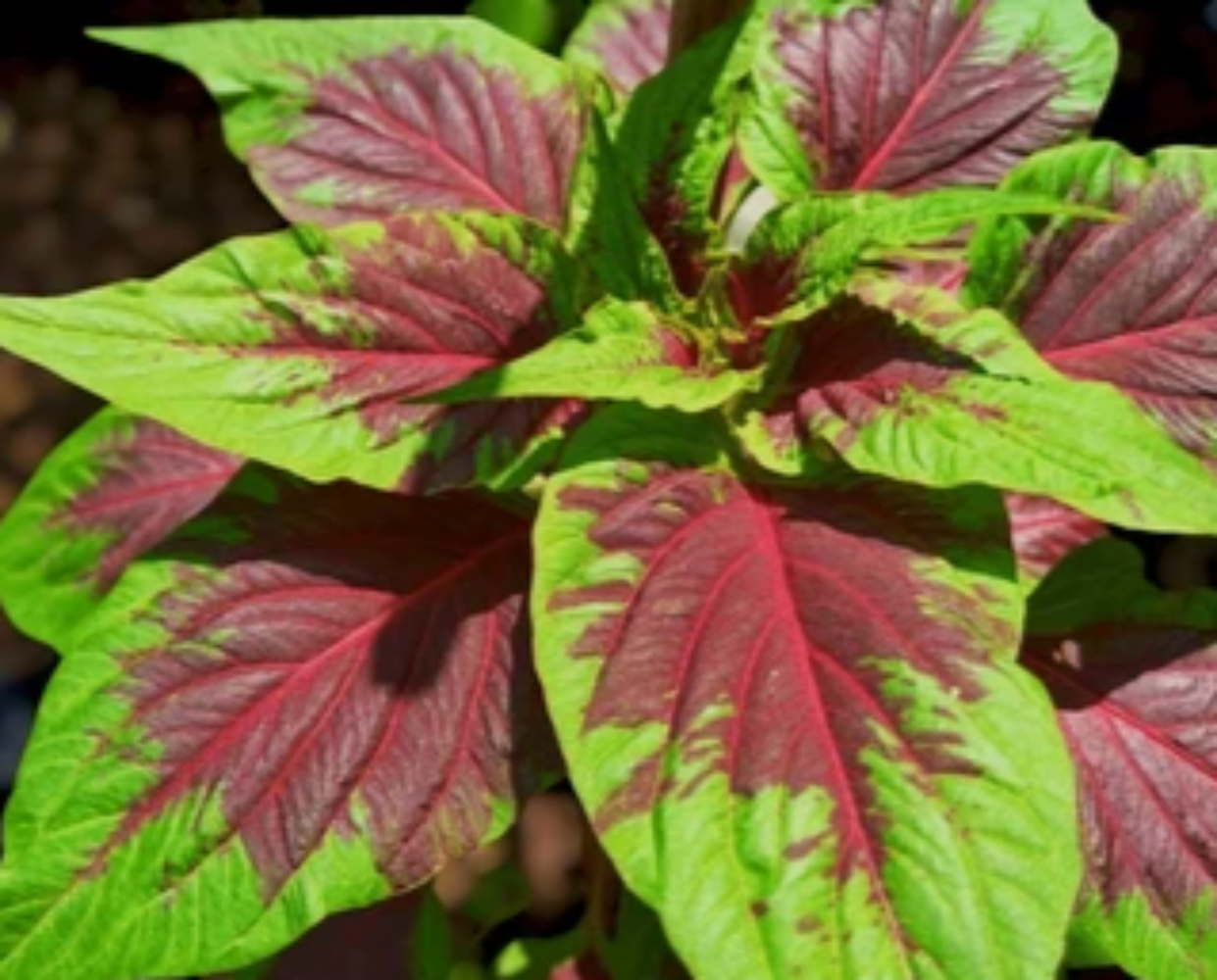Amaranthus Mangostanus (Tampala Amaranth) Seeds - Tropical Edible Green with Nutritious Leaves