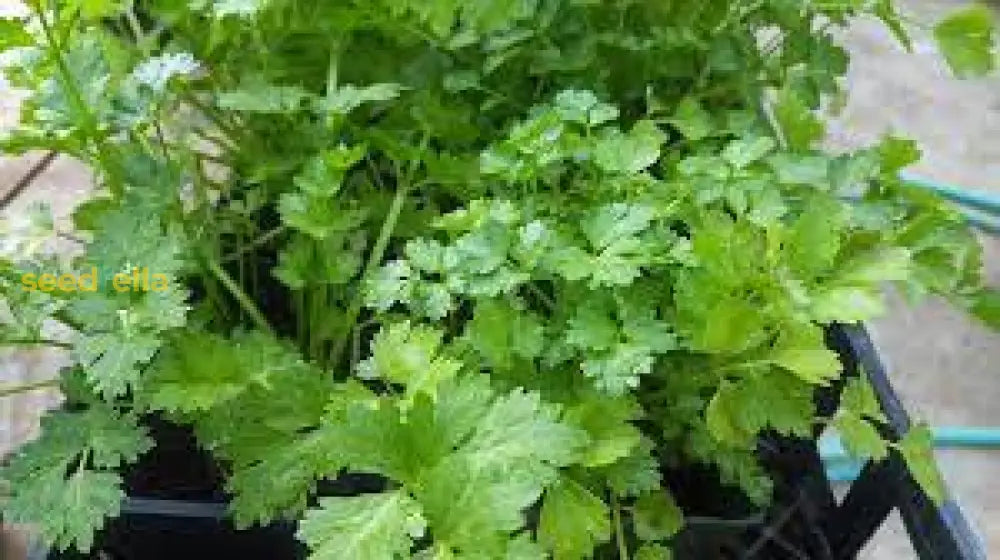 Cilantro Coriander Seeds for Planting Grow Fresh Green Herbs