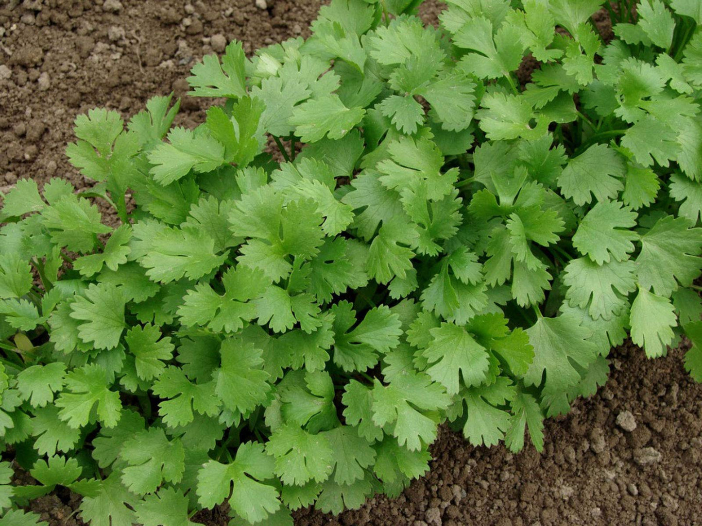 Fiesta Green Cilantro / Coriander (Coriandrum sativum) Herb Vegetable Seeds
