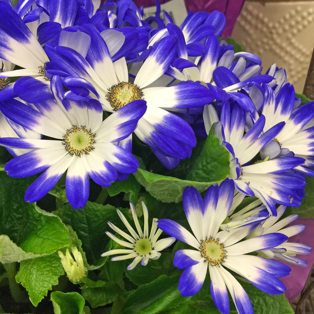 Blue White Cineraria Flower seeds for Planting - Sun Loving, Heirloom & GMO Free Seeds for Home Garden
Sale for planting in home garden