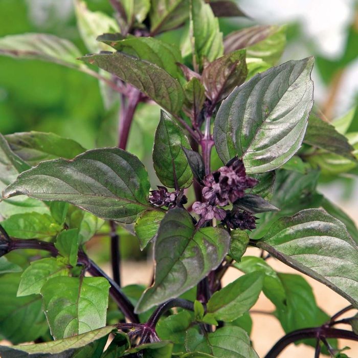 Cinnamon Basil (Ocimum basilicum) Herb & Flower Seeds