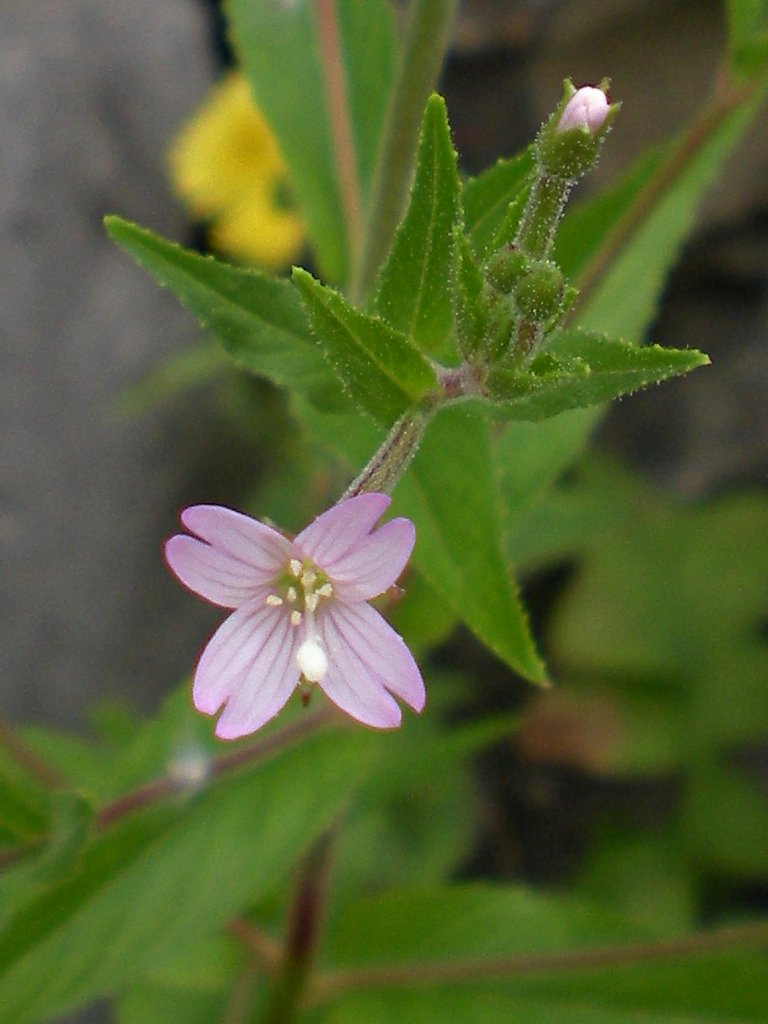 Cinnamon Willowherb (Epilobium Coloratum) Eastern Purpleleaf Flower Seeds