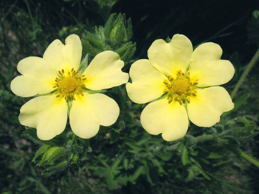 Cinquefoil Flower Plant Seeds Vibrant Yellow Garden Flowers