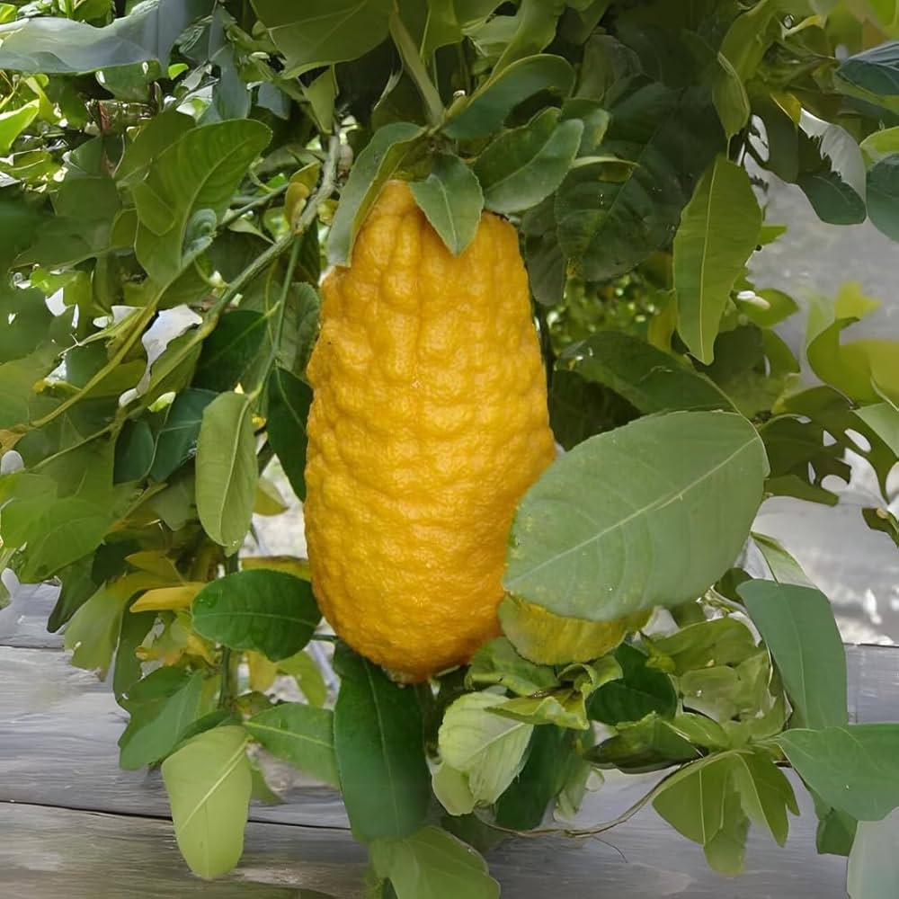 Citron Citrus Seeds for Planting - Grow Your Own Fruity Delight