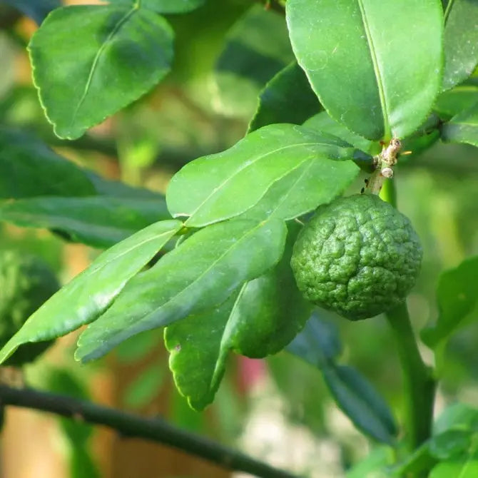 Kaffir Lime Fruit Seeds