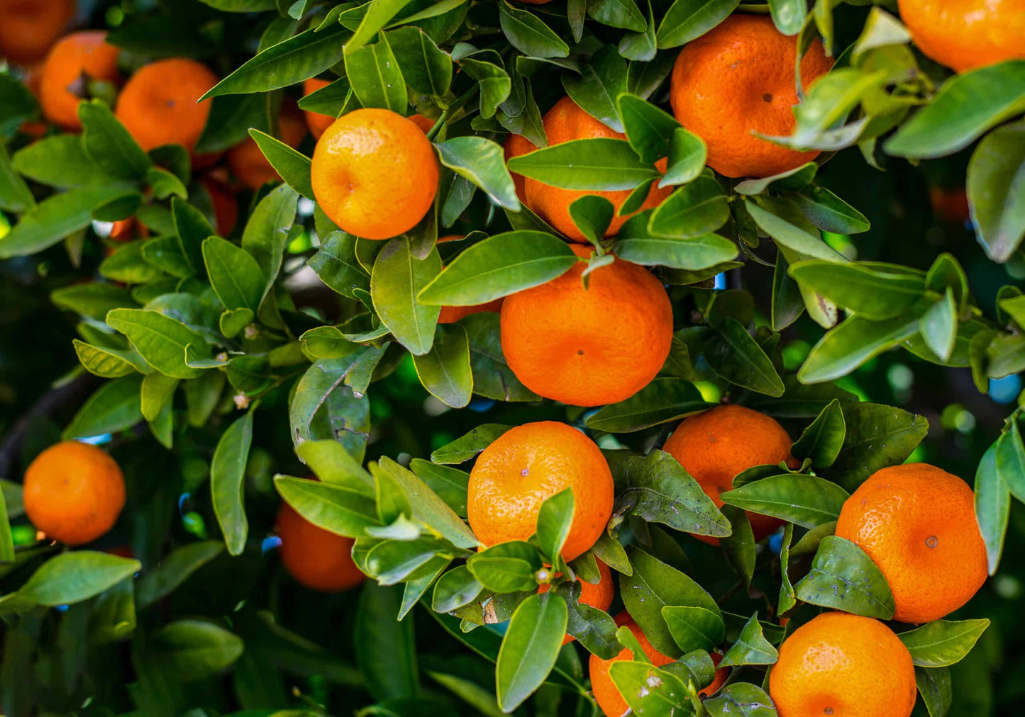 Orange Mandarin Seeds for Home Gardening Plant and Grow Fresh Oranges