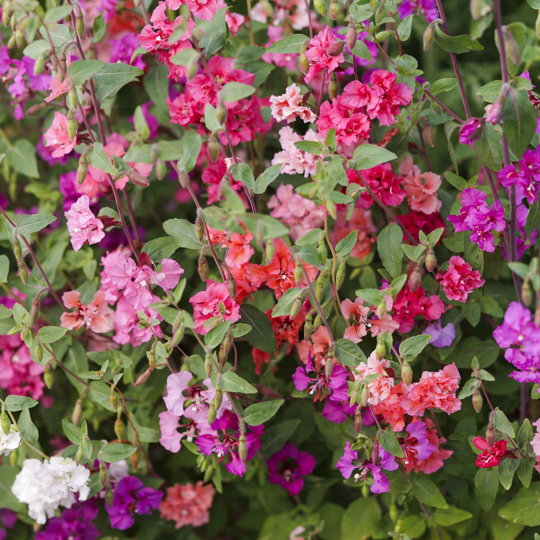 Clarkia Elegans Flower seeds for Planting Pollinator Friendly Heirloom & GMO Free Seeds for Home Garden
Sale for planting in home garden