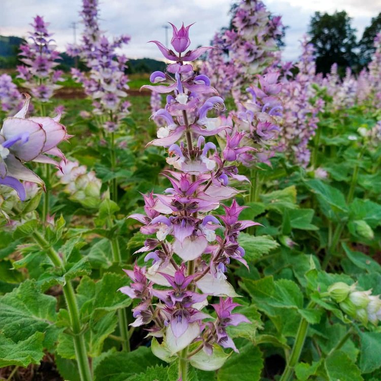 Muskatellersalbei-Blumensamen
