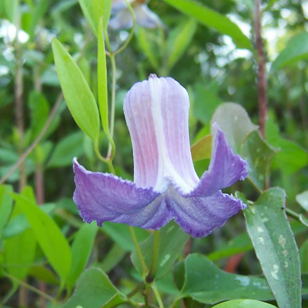 Clematis Crispa Blumensamen