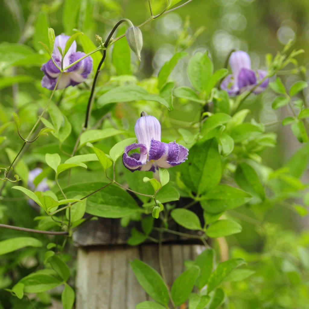 Clematis Crispa Blumensamen