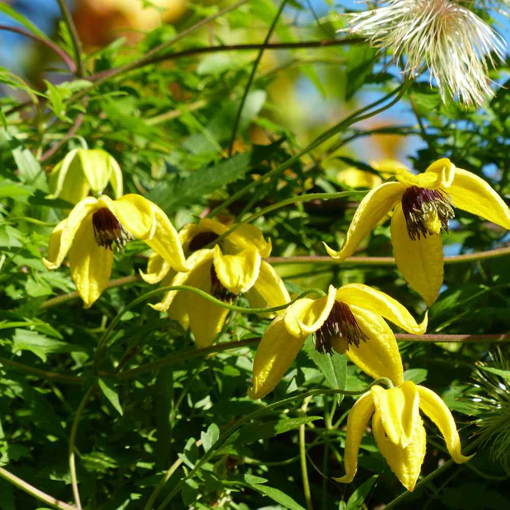 Golden Clematis Tangutica Flower Seeds