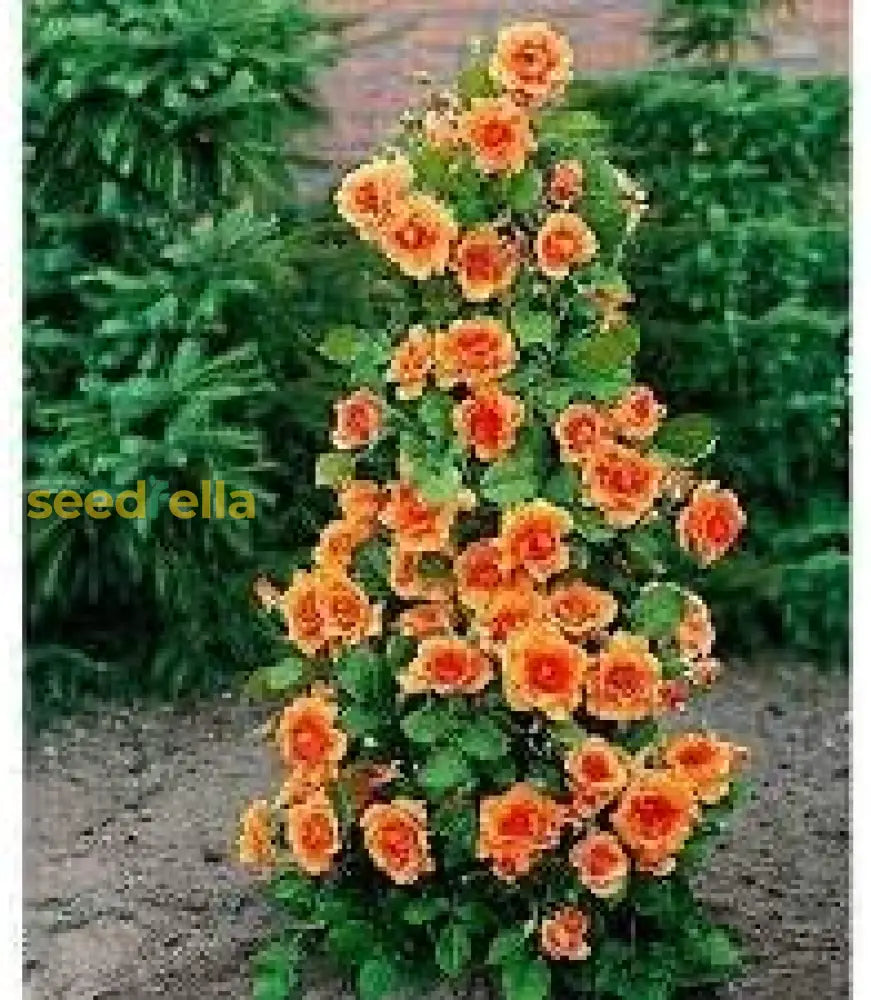 climbing geranium seeds Buy Climbing Geranium Flower Seeds - Vibrant Orange for Planting