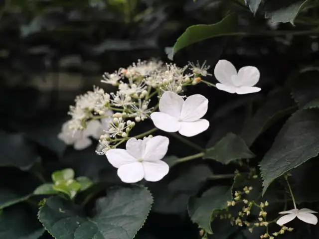 Hydrangea Anomala Flower seeds for Planting Long Bloom Season Heirloom & GMO Free Seeds for Home Garden