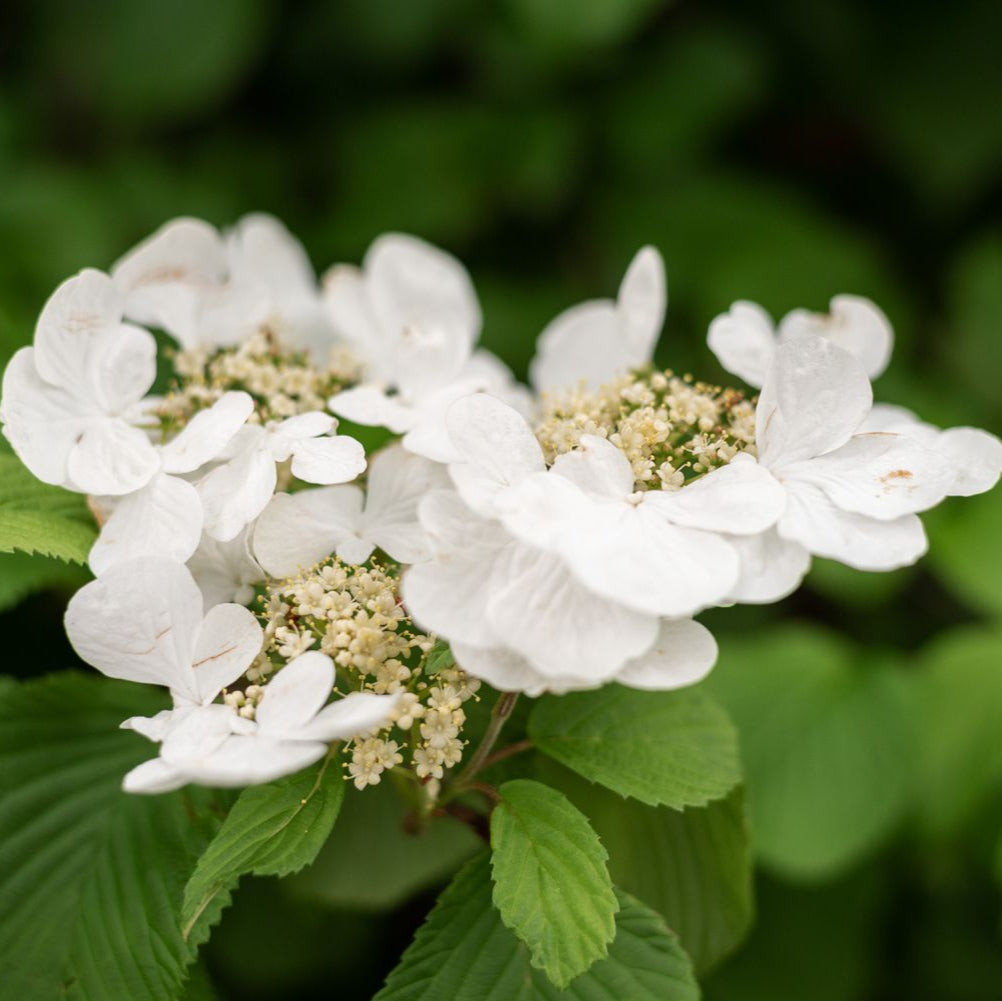 Climbing Hydrangea Anomala Flower Seeds