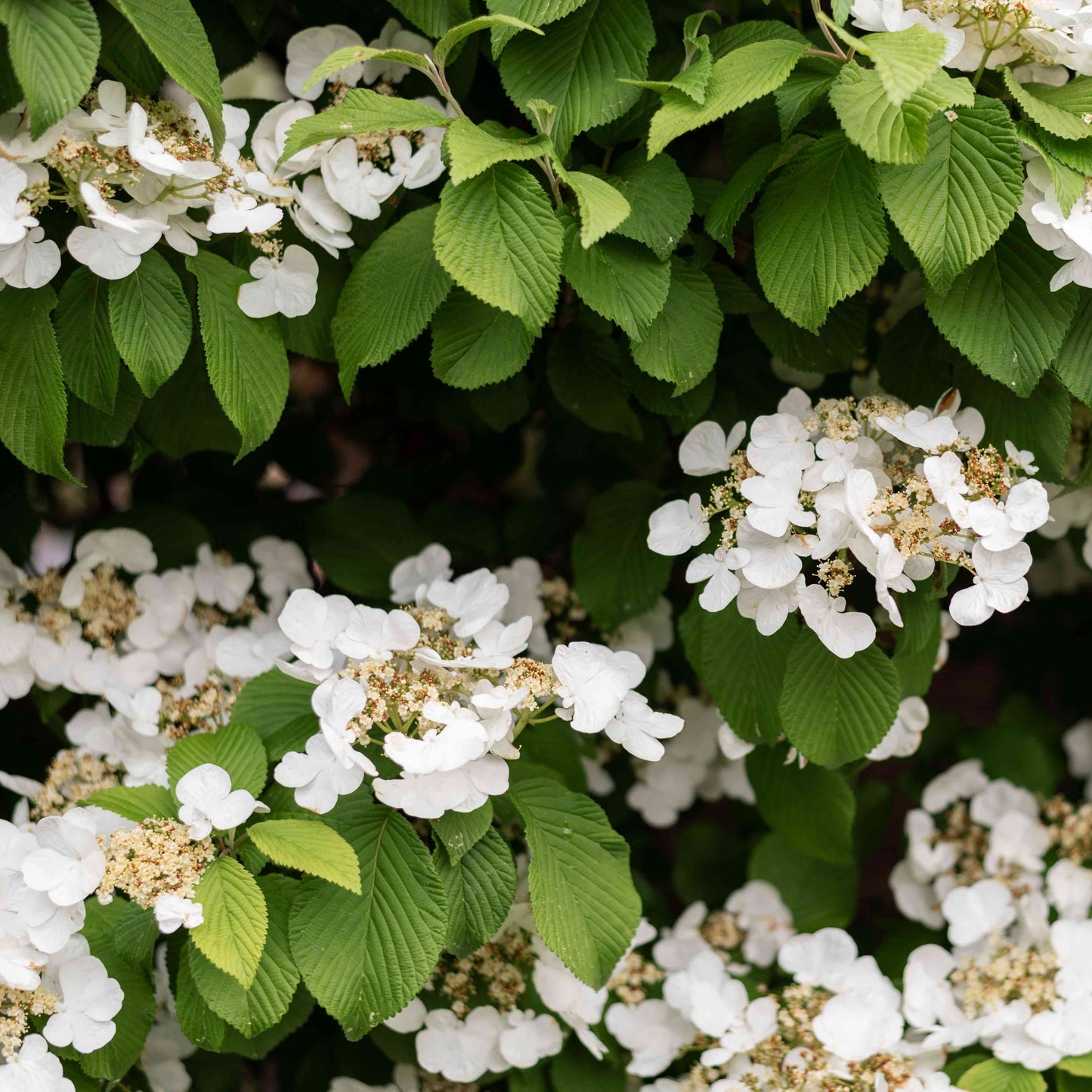 Climbing Hydrangea Anomala Flower Seeds