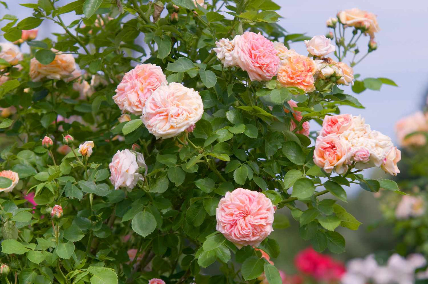 Catavel Pink Climbing Rose Flower Seeds