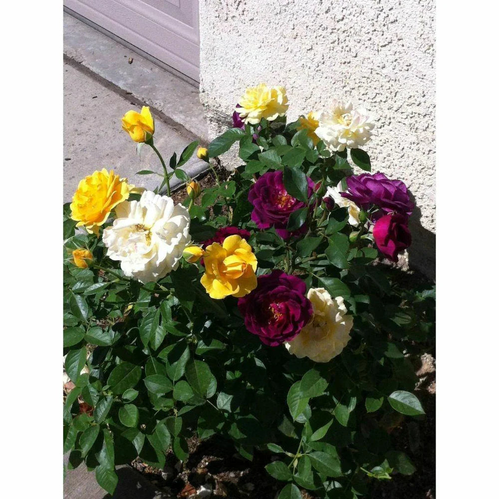 Rose Mixed Color Flower seeds for Planting - Long Bloom Season, Heirloom & GMO Free Seeds for Home Garden
Sale for planting in home garden