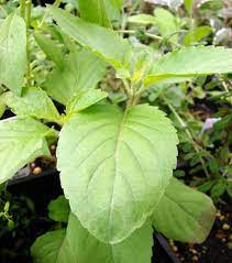 Clove Basil (Ocimum basilicum) Herb Flower Seeds