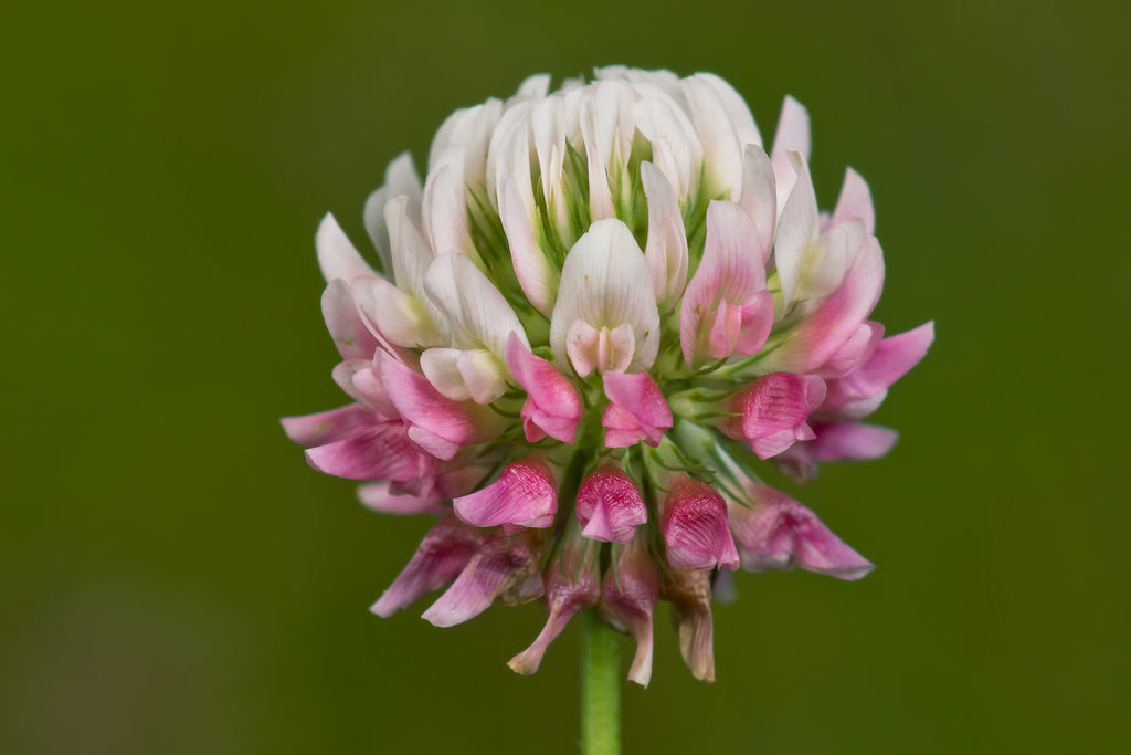 Alsike Clover (Trifolium hybridum) Pink & White Flower Legume Seeds