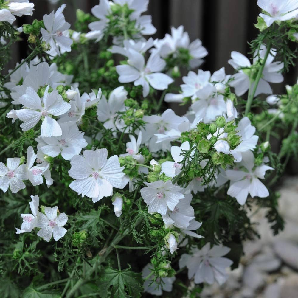 Chinese Mallow (Malva verticillata) Musk or Cluster Mallow White Flower Herb Mauve Frisee Vegetable Seeds