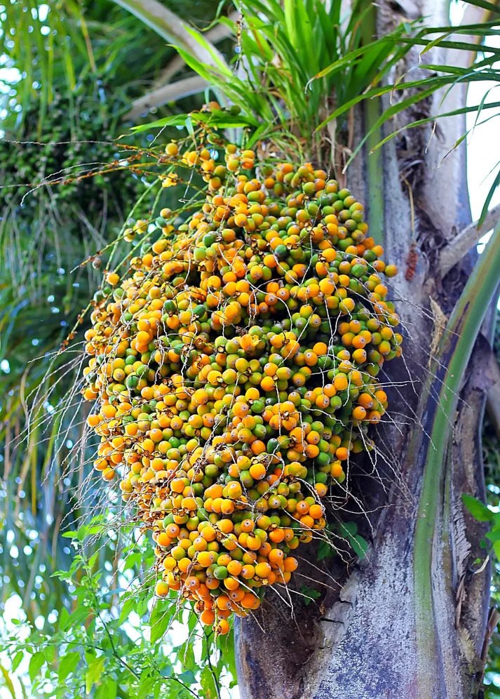 Coco Palm (Butia capitata) Jelly Palm Pindo Edible Fruit Tree Houseplant Seeds