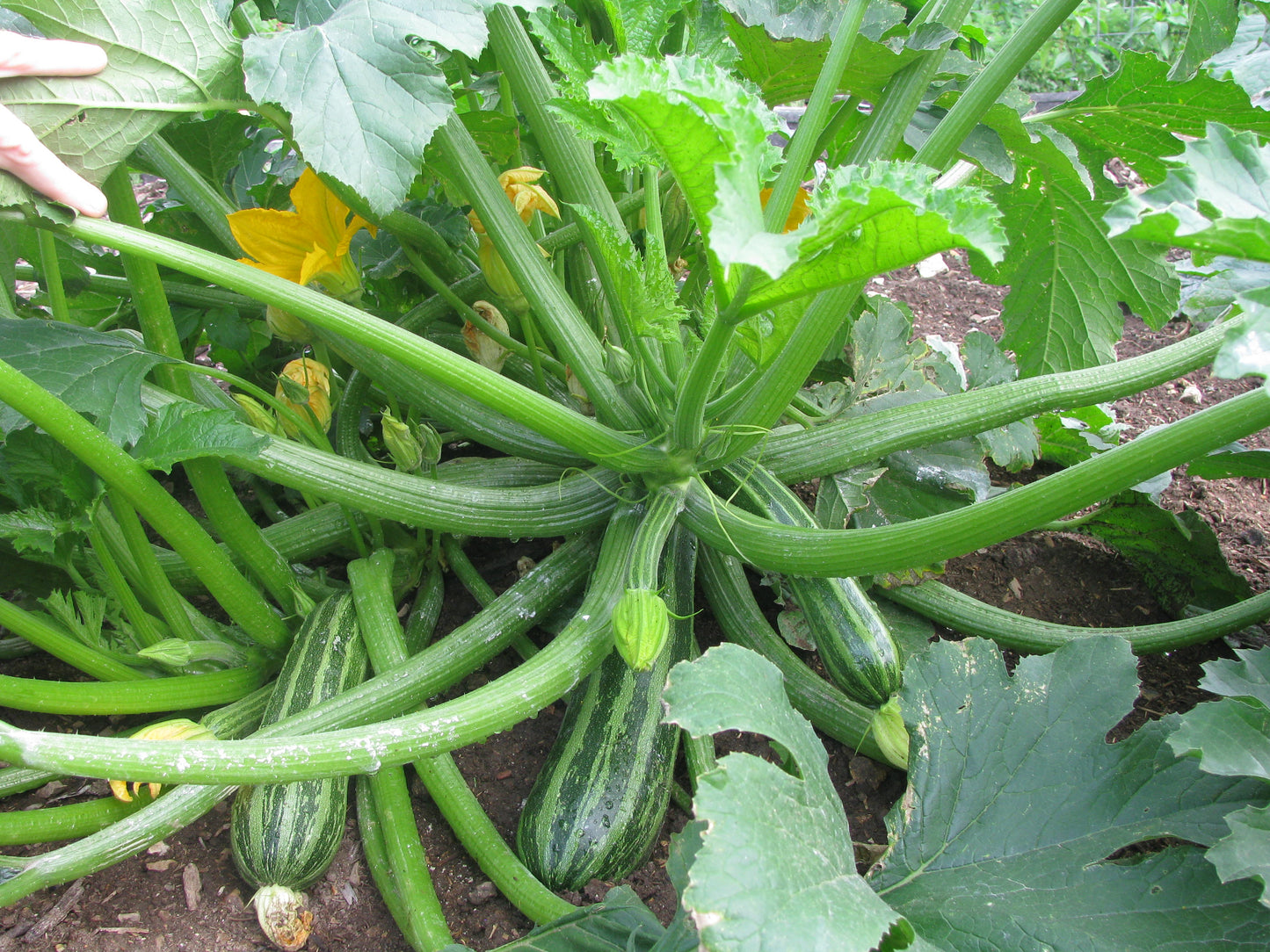 Cocozelle Squash Vegetable Seeds