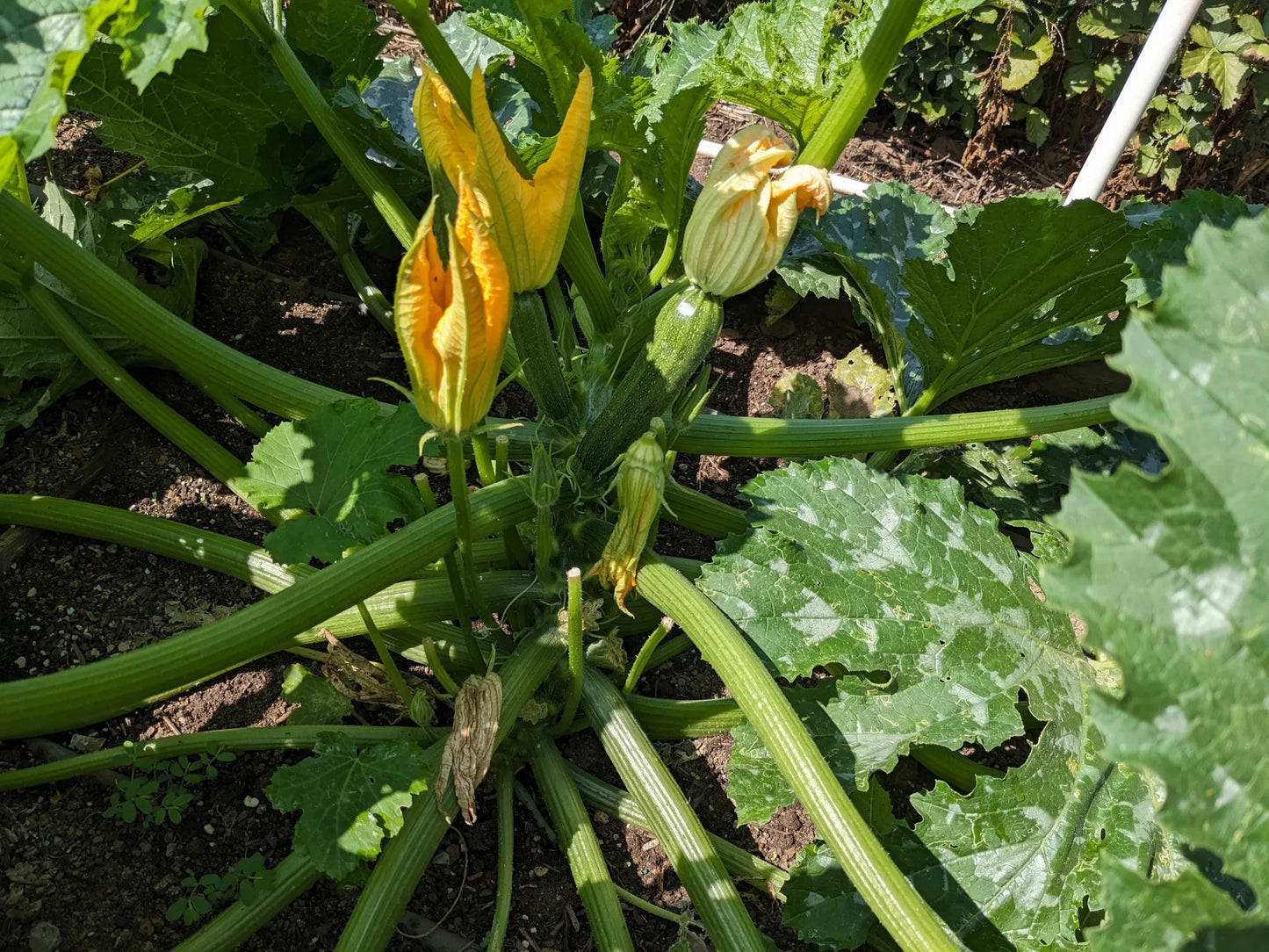 Cocozelle Squash Vegetable Seeds