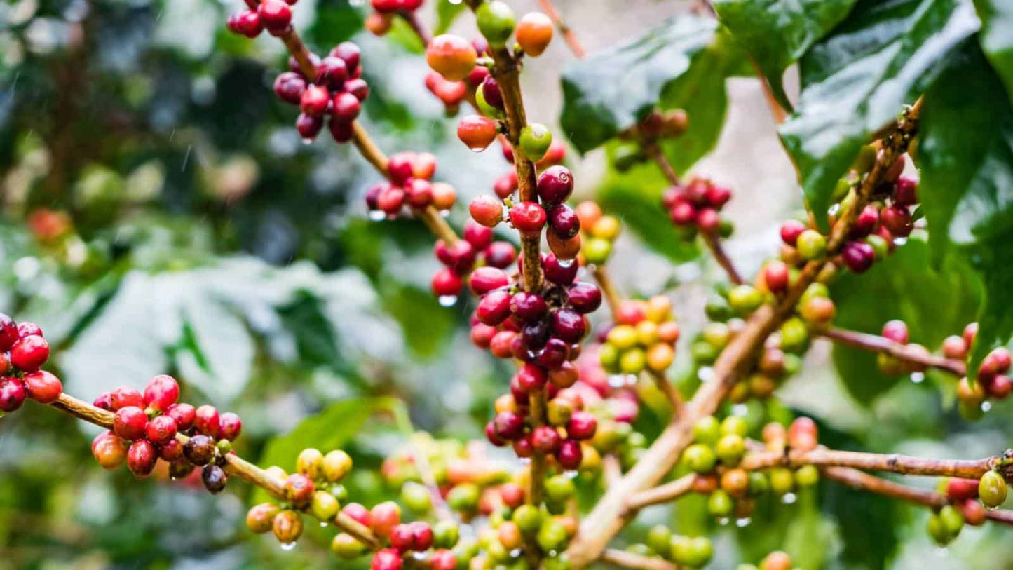 Arabica Coffee Tree (Coffea arabica) Shrub Seeds – Grow Your Own Coffee!