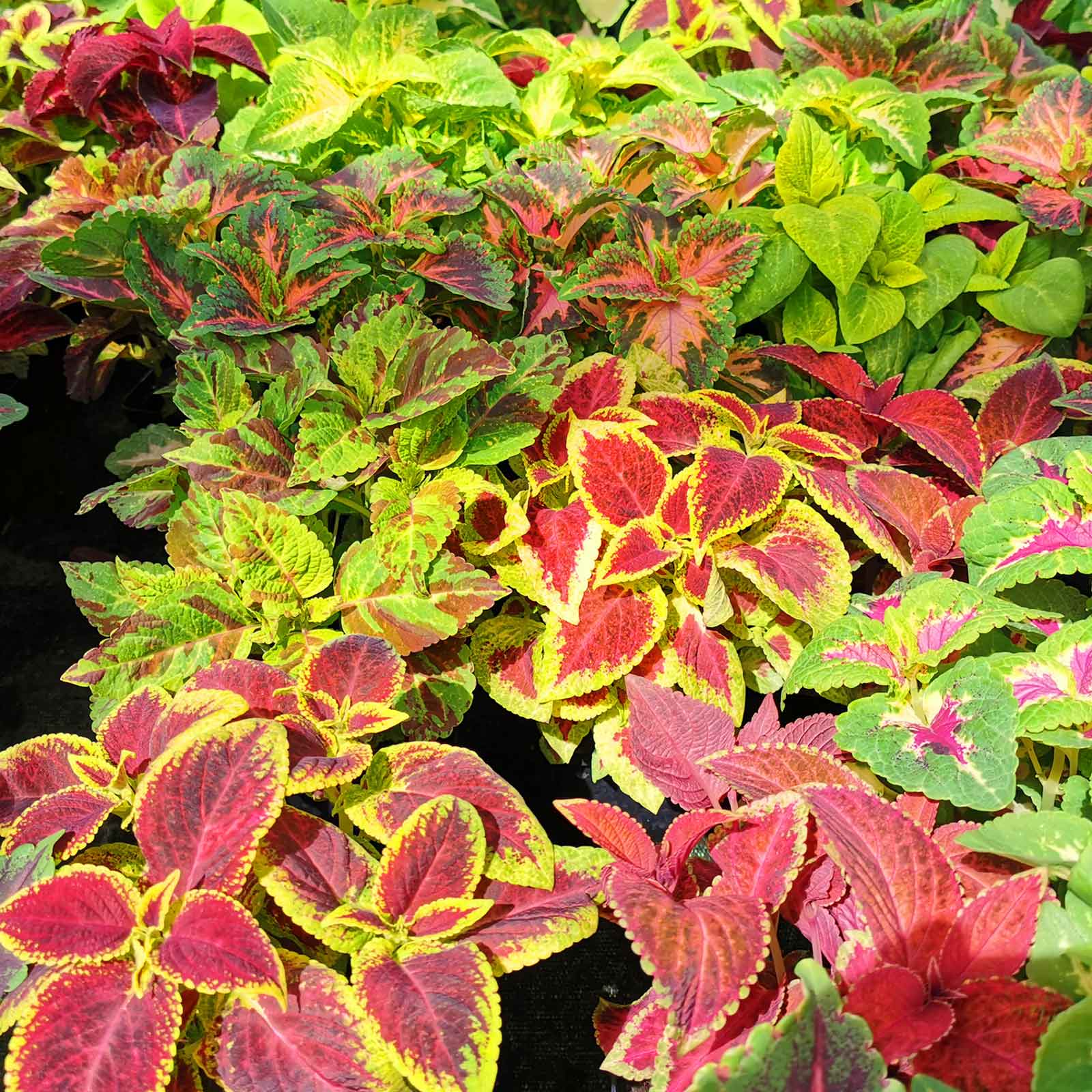 coleus bonsai flower leaf plants rainbow dragon seeds garden Coleus Blumei Rainbow Mix Herb Seeds for Planting – Heirloom, Non-GMO, – Pure Asia Seeds