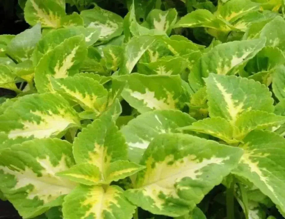 Yellow Green Coleus Flower seeds for Planting - Colorful Display, Heirloom & GMO Free Seeds for Home Garden
Sale for planting in home garden.