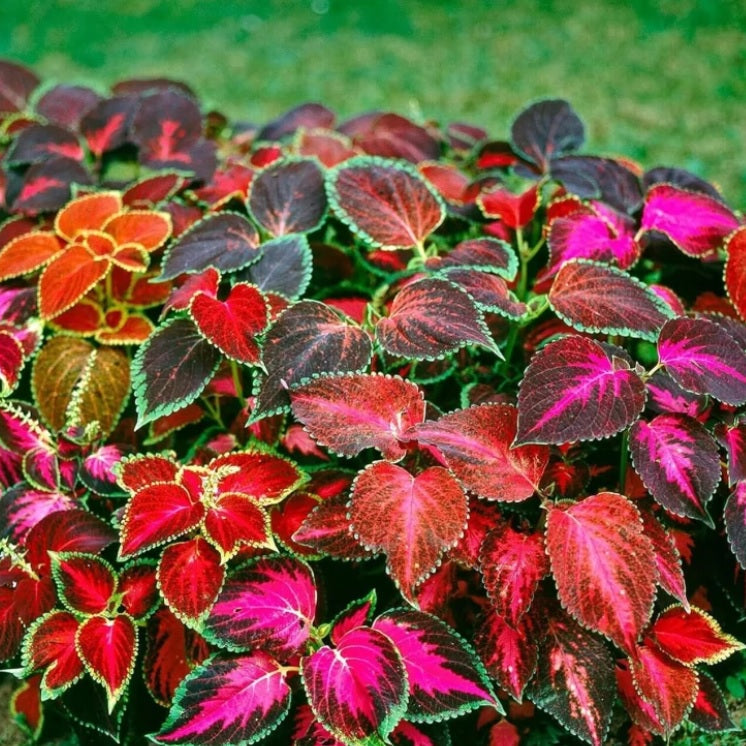 Coleus Rainbow Plant Seeds for Planting – Heirloom, Non-GMO, Easy to Grow, Annual