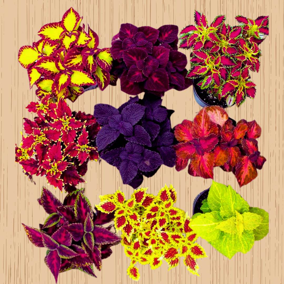 coleus plant seeds for sale Rare Coleus Seeds for Planting – Heirloom, Non-GMO, Shade Tolerant, Ea – Pure Asia Seeds