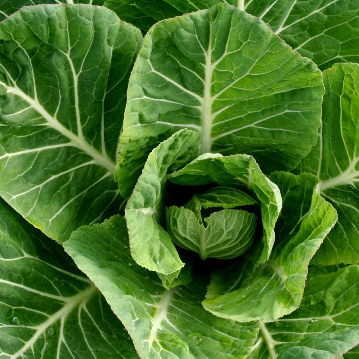 コラードグリーン 野菜の種