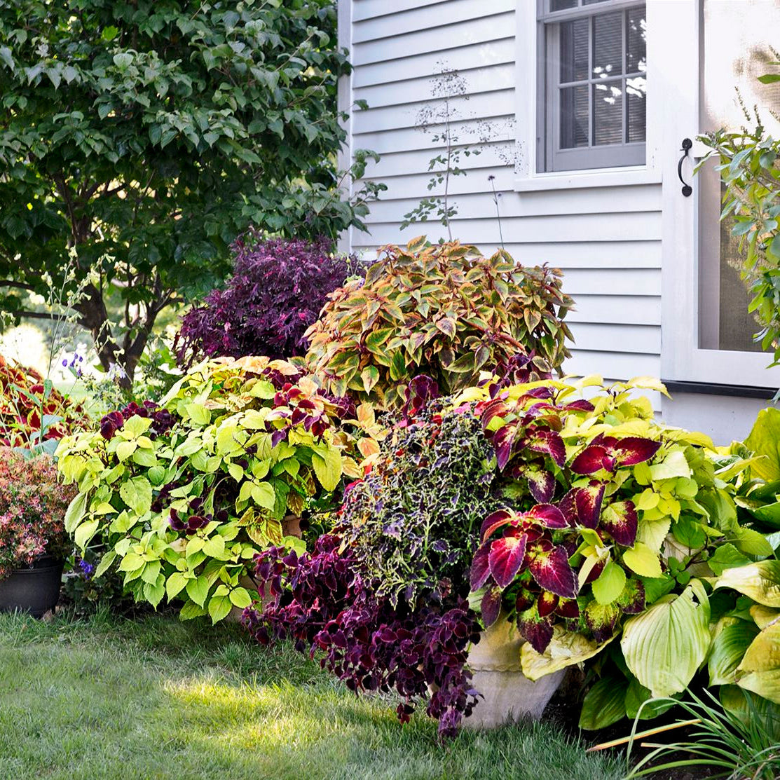 Semi di pianta tartaruga