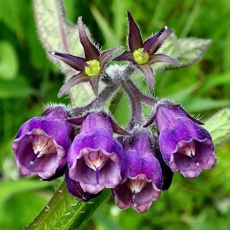 True Comfrey (Symphytum officinale) Herb Seeds - Purple Flowers