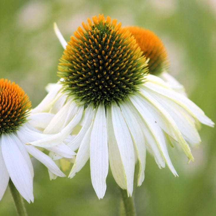 double echinacea seeds Double White Coneflower Seeds for Planting – Heirloom, Non-GMO, Easy t – Pure Asia Seeds