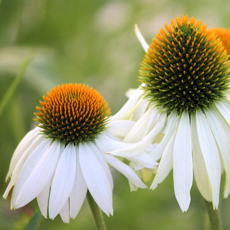 Double White Coneflower Seeds
